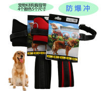 金色品質，寵愛無價 探索高端寵物用品世界