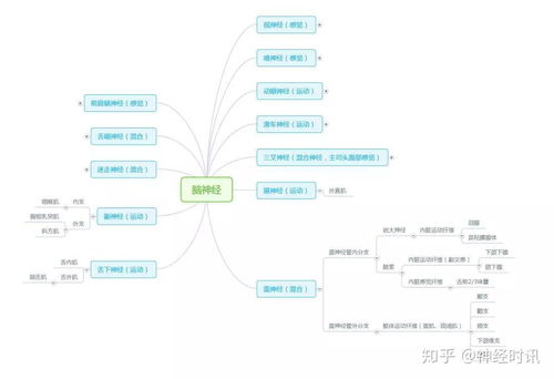 周圍神經(jīng)腦神經(jīng)圖譜以及思維導(dǎo)圖